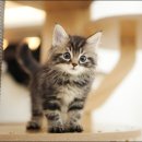 아담스펫 강아지분양 고양이분양 강남점 이미지