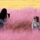 갈대2축구장 이미지