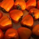 성준농장 이미지