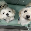 도그런하우스 이미지