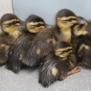 광주광역시야생동물구조관리센터 이미지