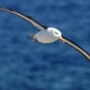 알바트로스 이미지