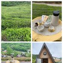 도심경로당 | 국내봄여행지 추천 하동 도심다원 초록 힐링 끝판왕 차밭 속 티타임(예약, 비용,주차)