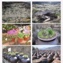 매화농원 이미지