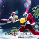 돼지개띠 이미지