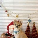 온양애견미용 이미지