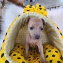 바나개 강아지 고양이 마포점 이미지