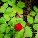 청태산휴양림 이미지