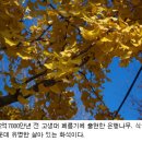 살아있는 화석=메타세콰이아 이미지