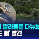 가뭄에 말라붙은 다뉴브강..'매머드 뼈' 발견 / SBS 12시뉴스 이미지