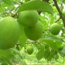 권영농장 이미지