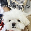 1100로 | 제주 이마트·롯데마트·다이소, 반려견 동반 쇼핑 가능할까? 직접 확인한 후기