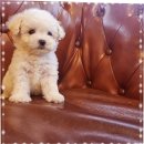 미니펫 강아지분양 고양이분양 부천점 | 부천강아지분양 서리펫 입양 이유