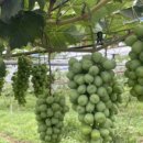 선진농원 이미지