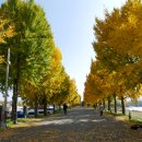 염치읍 은행나무길 이미지