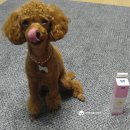 마더스캣 | [체험단후기]펫투스케어 비타민 덴탈 치약- 강아지치약 by.마더스캣