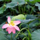 삼지연못 이미지