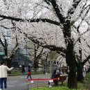 전주동물원 벚꽃 이미지