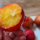 호준농장2 이미지