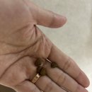 멍블리 수제간식 | [정관장 지니펫] 면역력, 눈물자국에 좋은 강아지 홍삼 가수분해 사료, 간식 추천 / 9개월령 아기 강아지