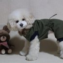 에이미펫 이미지