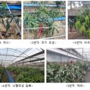 망고나라 이미지
