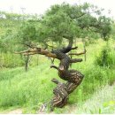 시청 소나무 이미지