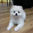 세종애견훈련소 네이버블로그