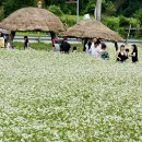 봉평메밀 이미지