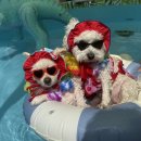 멍세권 | 청주애견호텔 우리 아이에게 최고의 경험을 선물하는 멍세권 후기