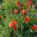 용수골꽃양귀비축제 이미지