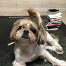 와동초등학교 Daum카페