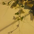 호박넝쿨 이미지