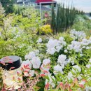 토끼집스테이 이미지