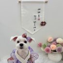 포프리티 이미지