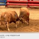 동물학대 논란에…'소싸움' 무형문화재 보류-뉴스 이미지