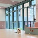 아지트댕댕 이미지