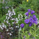 시골마당 이미지