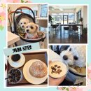 로영 | 남양주 애견동반 카페 추천 독채 건물이라 편안한 수동면 카페 로영