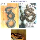 전세계의 뱀종류와 관련 정보 이미지