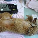 이리온 동물병원 이미지