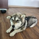 데려오개 이미지