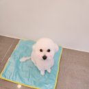 엔젤애견 이미지