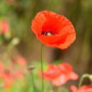 수원-0613 이미지