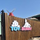 동화농장 | 양평 아이와 가볼만한곳 토이앤버니팜 후기[토끼 먹이체험 가능한 체험농장!!]