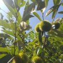 광양 옥룡사지 이미지