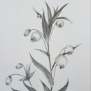 색연필로 그리는 꽃, 보태니컬 아트 이미지