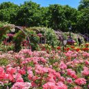 장미축제 이미지