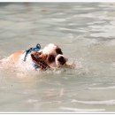 오늘도 신나개 이미지