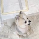 도도한강아지 | 강아지미용 사랑스러운 반려견을 위한 최고의 선택 도도한강아지